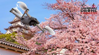 CEREJEIRAS NO JAPÃO SAKURA チェリー primavera no Japão