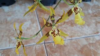 CANTIKNYA BUNGA ANGGREK ONCIDIUM