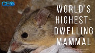 World's Highest-Dwelling Animal