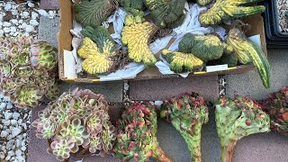 8/23 unbox: aeonium Pink switch, angel wing crested, pachanoi variegated & more Korean imported suc.