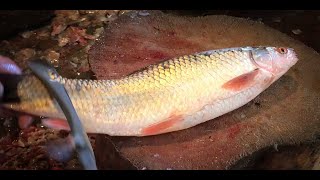 Fastest cutting carp fish, fish cutting skills video, live fish cutting at fish market