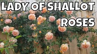 Lady of Shallot Rose Garden Tour: A Delight for the Senses