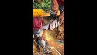 Live Fast Fish Cutting Skills Tilapia Fish Market Village Street Food