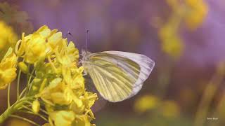 Green-veined White butterfly (Pieris napi) on rapeseed