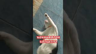 Lion นอนหมดสภาพ #พ่อเพลินchannel #shortvideo #shots #แมวน่ารัก #แมว