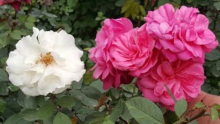 5 tips to grow healthy rose in spring