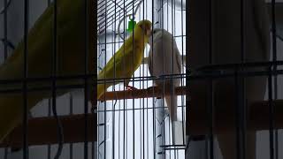 🥰Look at their bonding🥰      #animals #viral #viralvideo #birds #cute #love #budgerigar