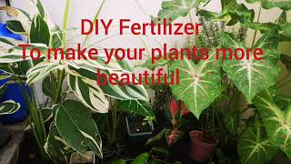 DIY Fertilizer for plants