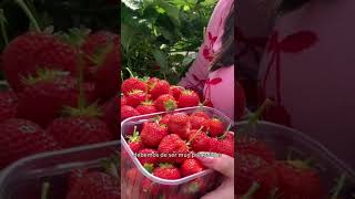 Cultiva tus fresas