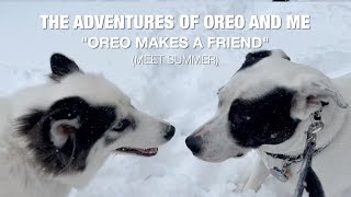 The Adventures of Oreo and Me - Oreo Makes A Friend (Meet Summer)