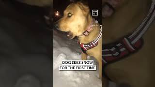 Dog sees snow for the first time