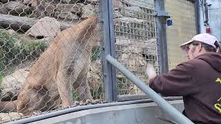 feeding mt lion Colorado springs Colorado