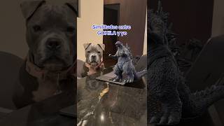 Similitudes entre Godzilla y yo #Godzilla #godzillaminusone #perritos