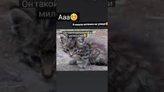 Та самая, которая нашла бездомного котёнка