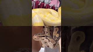 Yellow and brown #python  #yellowpython #artificialintelligence #nature