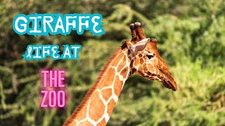 Giraffe’s Day at the Zoo: Tall Tales, Fun Facts & Zebra Neighbors!