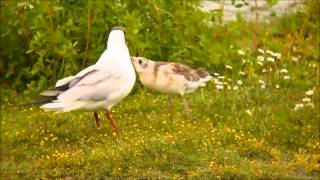 Black Headed Gull Digiscoped with an Opticron GS665 GA ED