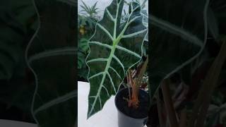 Alocasia Polly Unfurling NewLeaf #shorts #alocasia #plants #reels #video #beauty #viralvideo #foryou