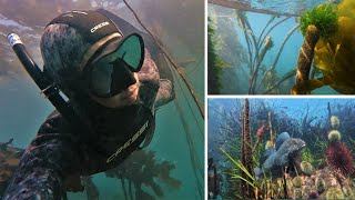 Freedivers See Humpback Whale Breach While Exploring Kelp Forest in Sooke