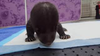 Sun Bear Cub | Baby Sun Bear Luna Learning To Crawl | BSBCC