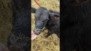 Petting baby cows and fixing big trucks, living the dream