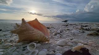 Southwest Florida Beach wave sounds with seagull at sunset #floridanature #shells #floridabeauty