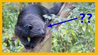 Binturong in Laos | Describe the Photo in English | EXPAND YOUR VOCABULARY