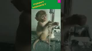 funny monkey video# funny monkey #