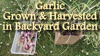 Garlic - Grown & Harvested in Backyard Garden