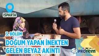 Doğum Yapan İnekten Gelen Beyaz Akıntı - Yetiş Proyem 3.Bölüm