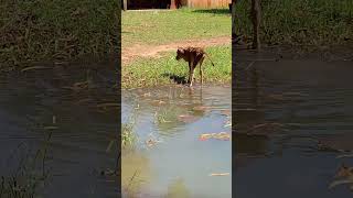 Thank you for watching video don’t forget to subscribe to get more videos about.cow drink.water#43#