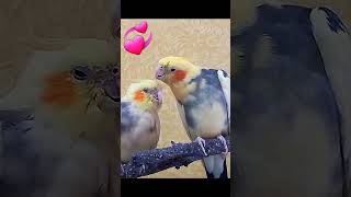 Kissing parrot Cockatiels #cockatiel #funnyparrot #fannycockatielshorts 💋