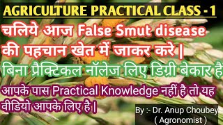 False Smut Disease in Paddy की  पहचान करना सीखें |