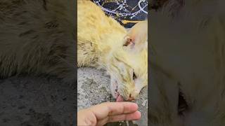 Rescue Cat: Cat Found on Road Using Its Last Strength