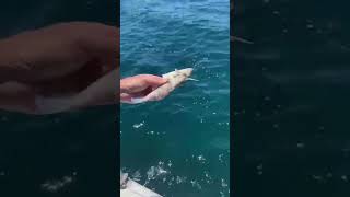 Leatherjacket catch and release.