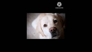 Labrador Retriever Dog breed || Family Dog || #whatsappstatus #labrador #shorts