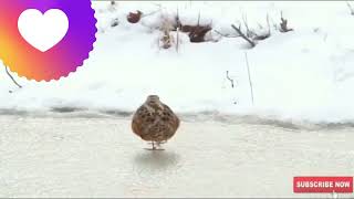 Dancing Chick | Comedy Shorts | Comedy Animals | Comedy Pets | Funny Videos  #Shorts