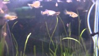 Aquarium Fish 2.avi