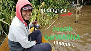 mancing udang galah!! endingnya masih berWARNA!!prawn fishing!!shrimp fishing