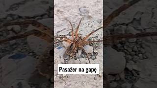 @majowanie Co można znaleźć w bagażniki będąc w Hiszpanii 🤣 #short #spider #pająk #vanlife