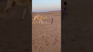 camel is angry #angry #camel #pets #animals #viral #youtubeshort #funnyshorts #shortsvideo #viral