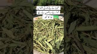 Benefit of stevia plant urdu Stevia The Magic Sweet Leaf Alternate to Sugar How To use Stevia Leaves