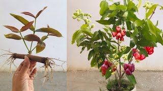 Amazing Best…!! Grafting Rose apple and coca