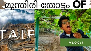 7# Taif ഇലെ മുന്തിരി തോട്ടം | TRAVEL vlog