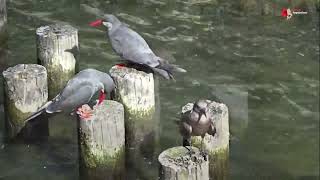 Strandurlaub mitten in Berlin: Inkaseeschwalben in der Strandvoliere vom Zoo Berlin