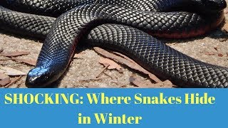 Where Do Snakes Go in Winter?