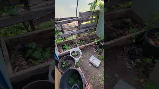 garden update 1