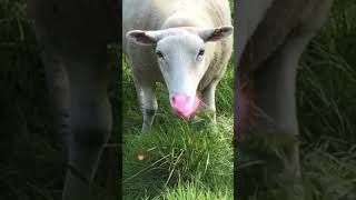 Sheep in love #sheep #love #grass #yum