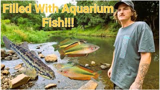 Catching Handfuls Of Aquarium Fish In Australian Creek!  (Crimson Spotted Rainbowfish)