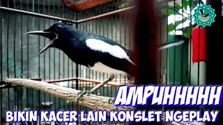 Ampuh KACER MUSUH PASTI NEMBAK KONSLET NGEPLAY,PANCINGAN KACER GACOR FULL ISIAN TARUNG NGOBRA NGOTOT